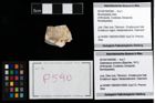 Foto (Objekt + Etikett) von Mundopsidae indet.  (NHMW-GEO-2014-0194-0590)